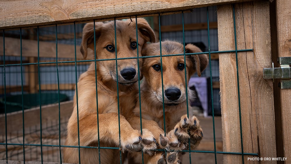 20231121_Borodianka_0125_abandoned_orphan_dogs_©_Oro_Whitley_GGC_Ukraine_Relief copy